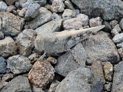 Heliastus sumichrasti