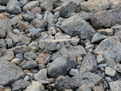 Heliastus sumichrasti