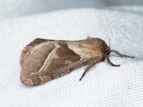 Orange Swift, photo 3 of 7