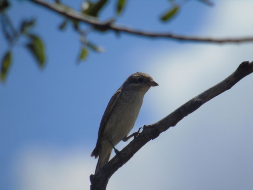 Red-backed Shrike