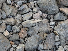 Heliastus sumichrasti