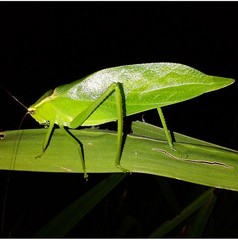 Phaneropterinae