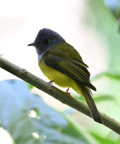 Grey-headed Canary-Flycatcher