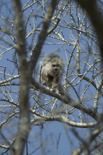 Pale Titi