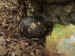Terrapene carolina yucatana