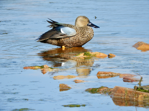 iNaturalist image