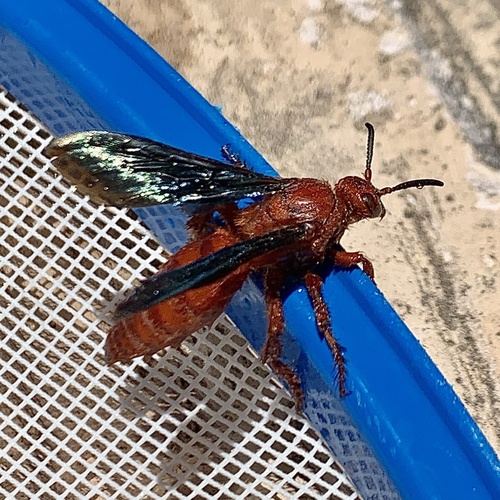 Triscolia badia
