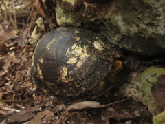 Terrapene carolina yucatana
