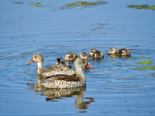 iNaturalist image
