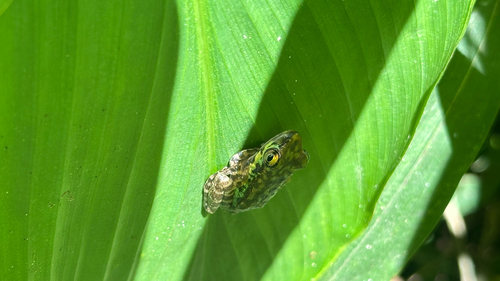 Amolops marmoratus observed 2026-08-06