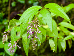 Buddleja japonica