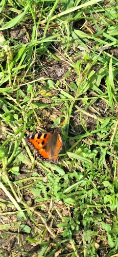 Small Tortoiseshell