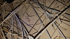 Trigonodactylus arabicus