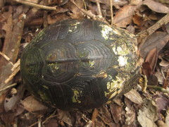 Terrapene carolina yucatana