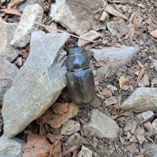 European Stag Beetle