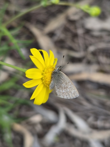Common Grass Blue