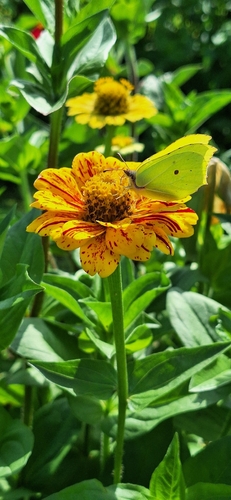 Common Brimstone