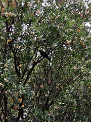 Prosthemadera novaeseelandiae novaeseelandiae