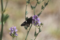 Codatractus arizonensis