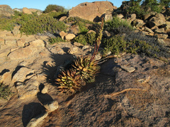 Aloe melanacantha