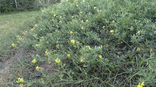 sickle alfalfa