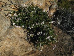 Pelargonium echinatum