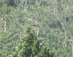 Patagioenas inornata