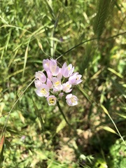 Allium roseum