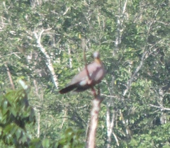 Patagioenas inornata