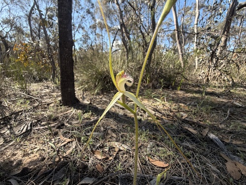 Reclining spider orchid