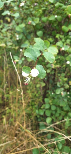 Common Snowberry