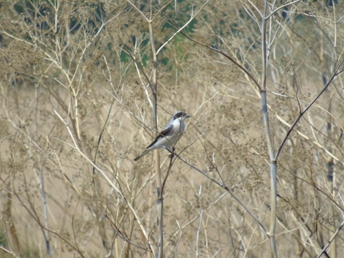 Lesser Grey Shrike