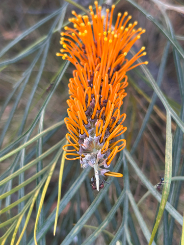 Darwin Silky Oak