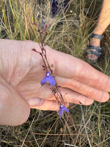 Dragonfly Bladderwort