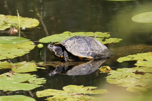 Pond Slider