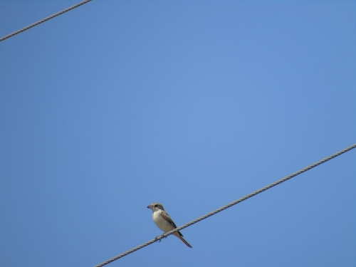 Woodchat Shrike