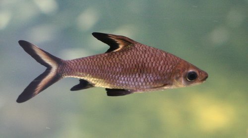 Tricolor Sharkminnow