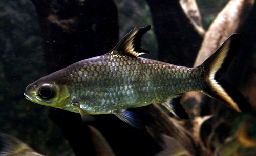 Tricolor Sharkminnow