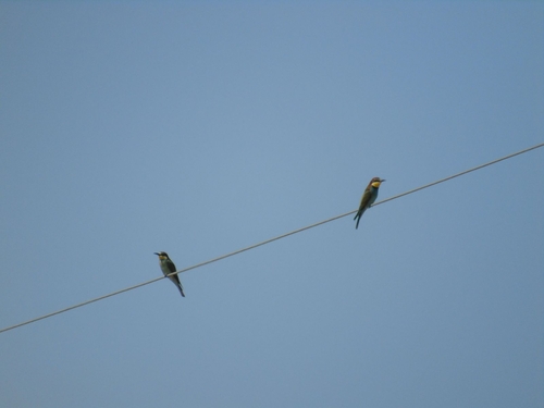European Bee-eater