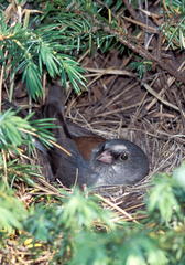 Junco hyemalis caniceps