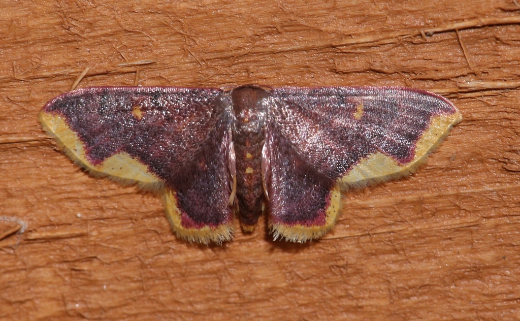 Stained Lophosis Moth
