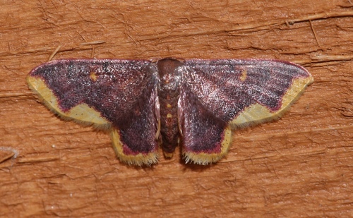 Stained Lophosis Moth