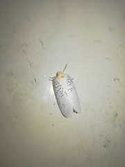 Poekilloptera phalaenoides