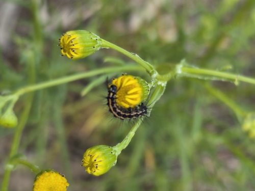 Australian magpie moth