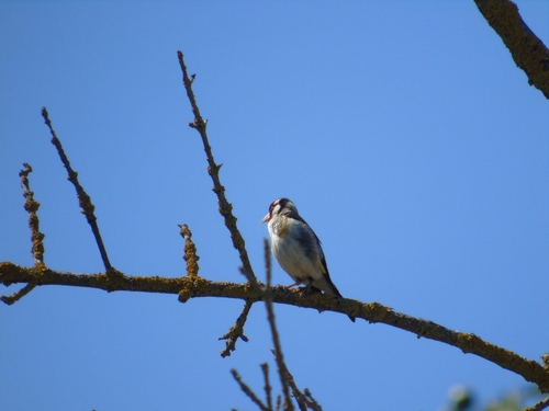 European Goldfinch