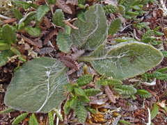 Tephroseris lindstroemii