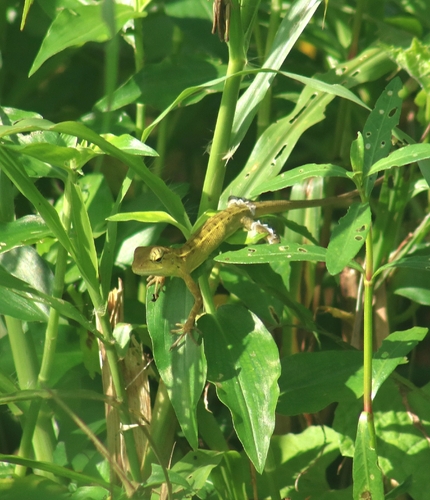 Indian Garden Lizard