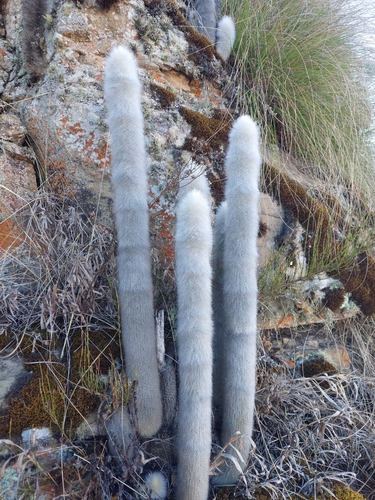 Borzicactus strausii