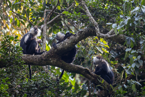 Ruwenzori Black-and-White Colobus