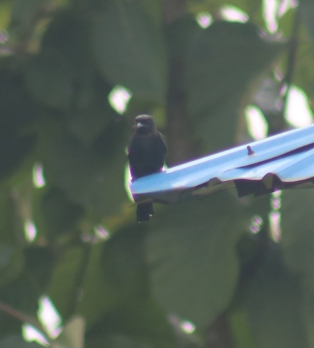 Black Drongo